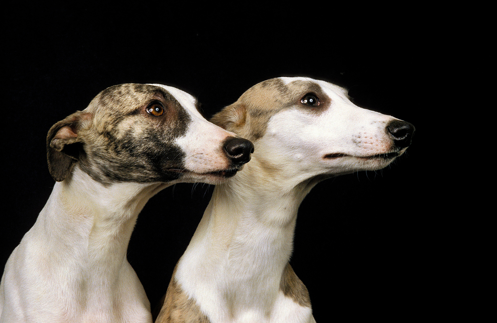 Whippet Dog, Portrait of Adults against Black Background