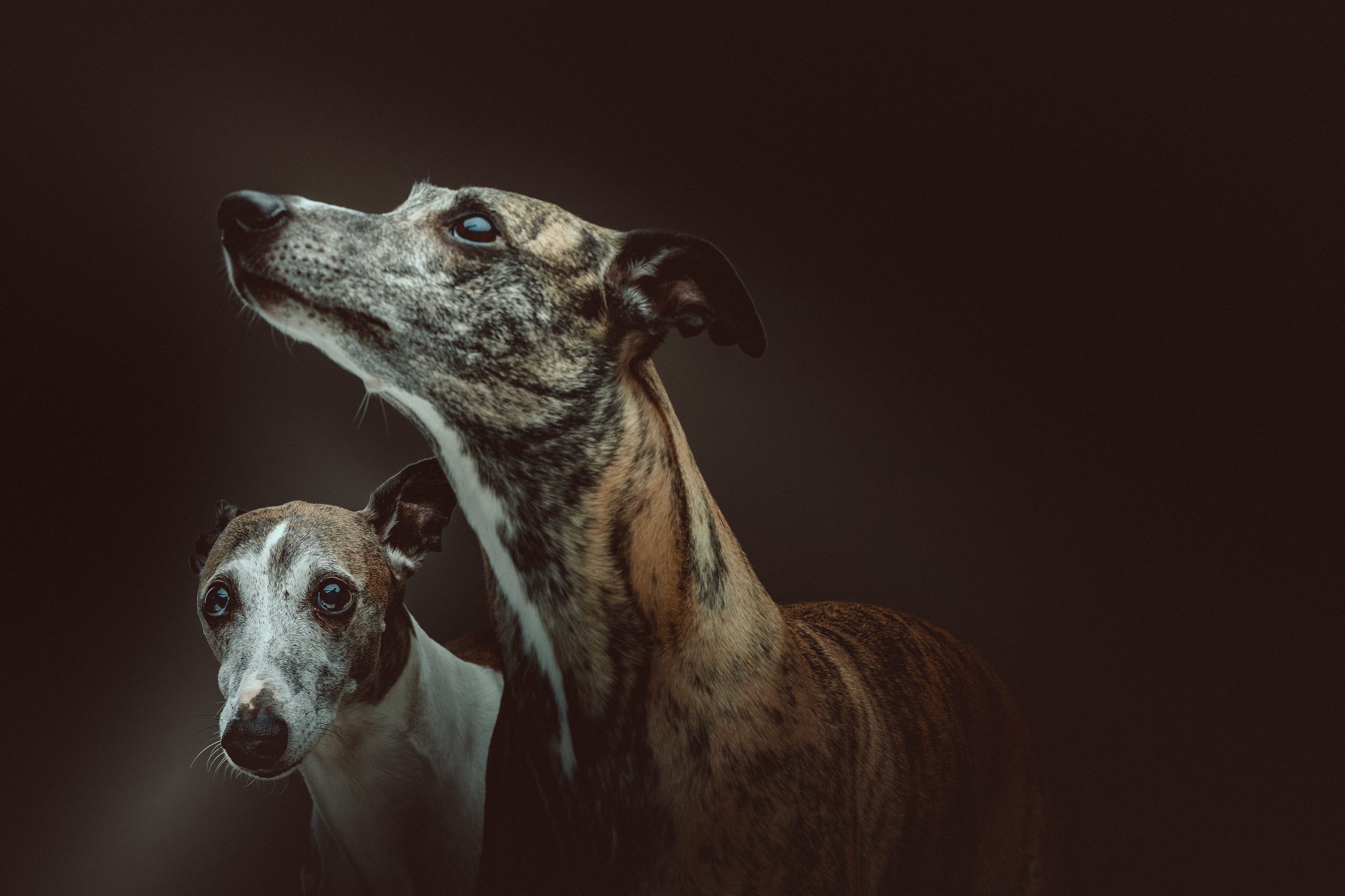 Two whippets