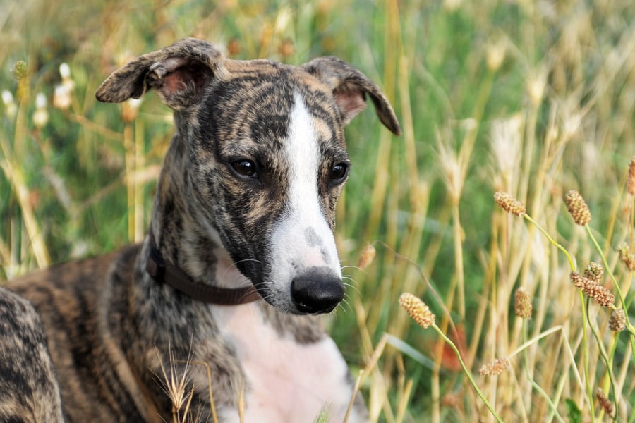 puppy whippet