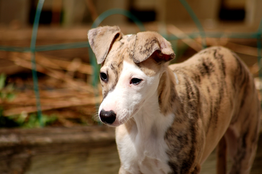 Whippet - Male