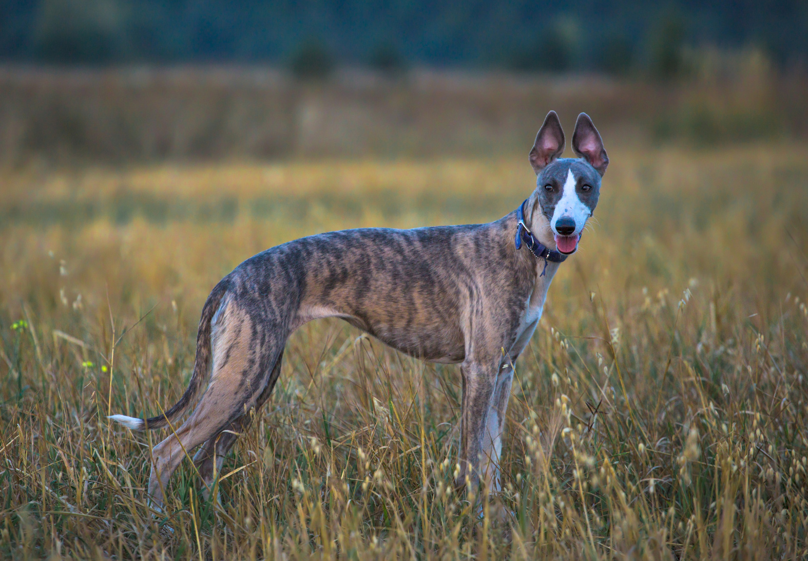 whippet dog