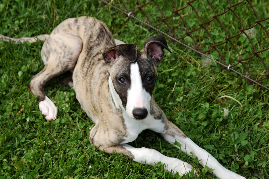 Whippet - male puppy