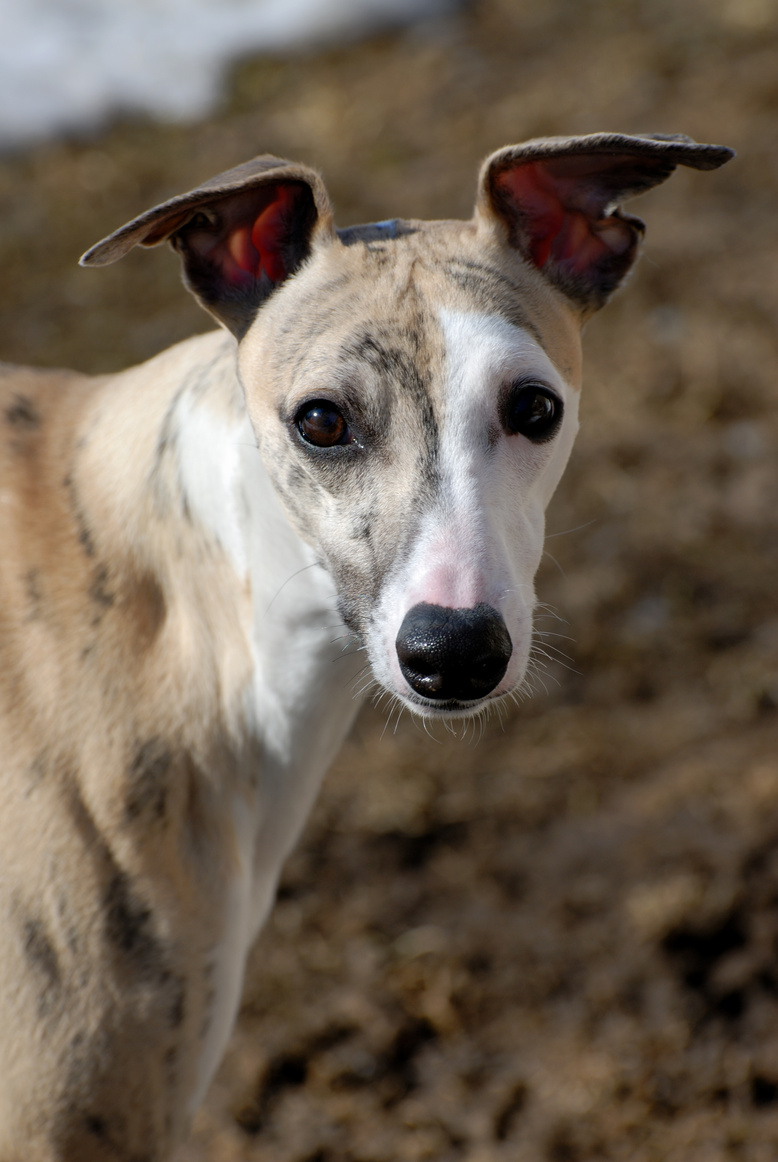 Whippet - Male