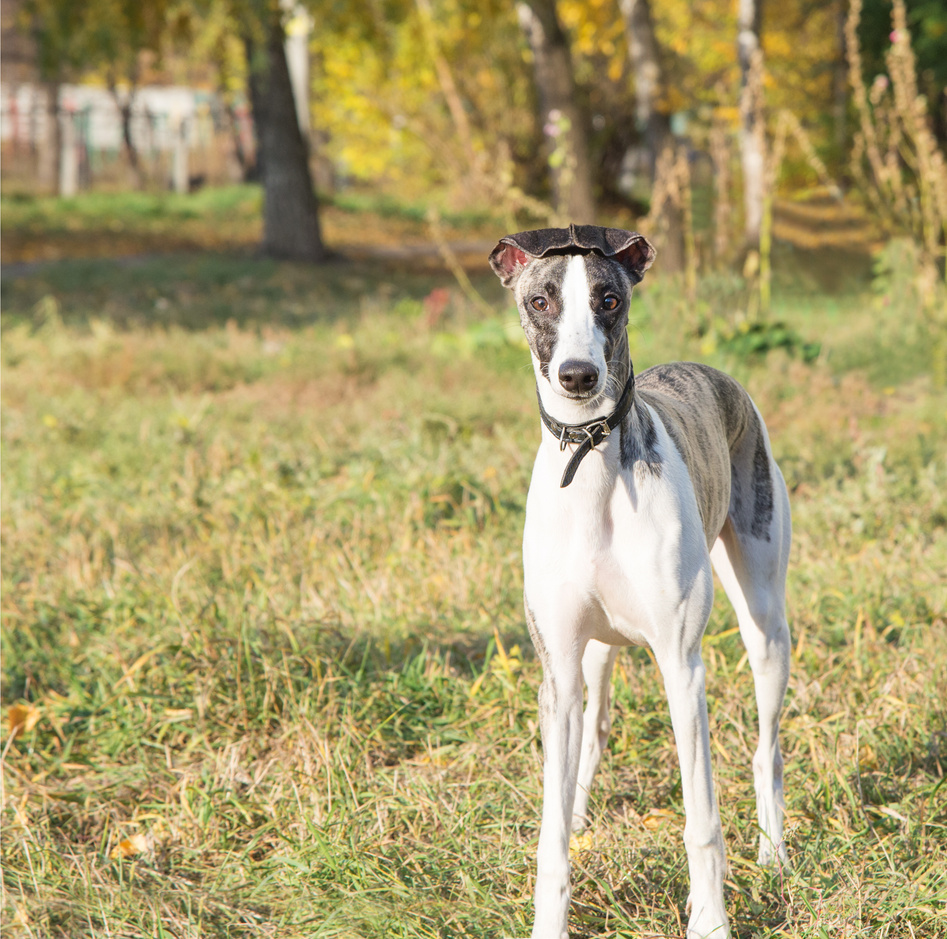 Whippet dog