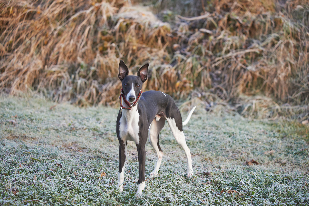 Whippet, greyhound outside