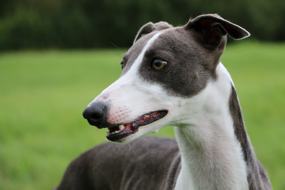 whippet portrait