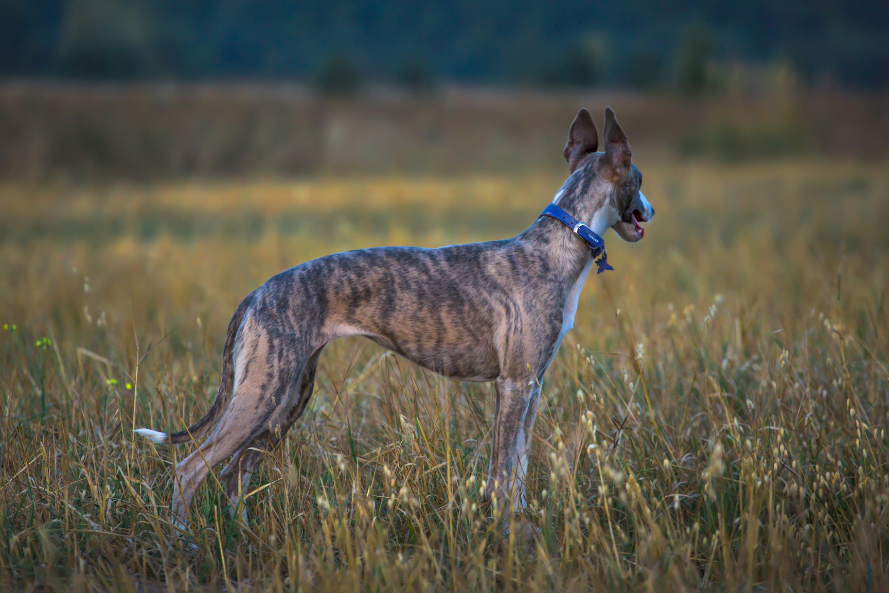 whippet dog