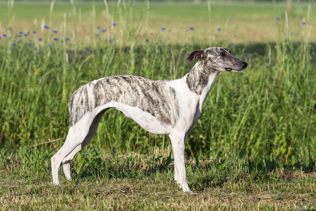 Gray-white whippet