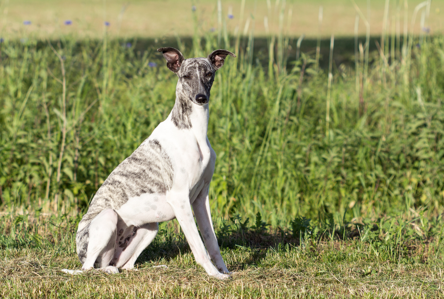 Gray-white whippet