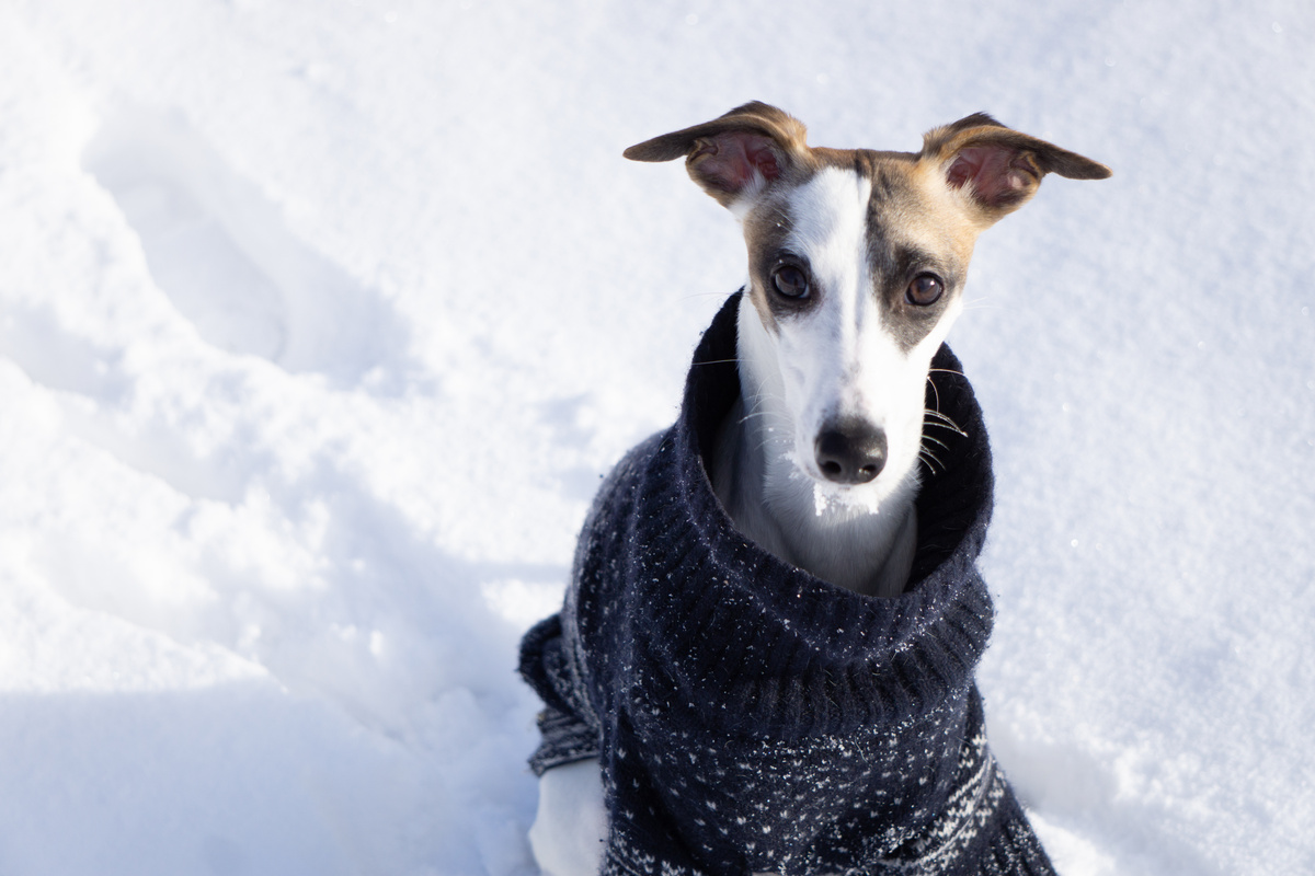 Whippet in snow