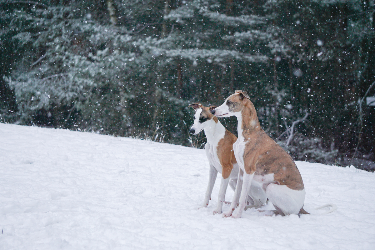 Whippet in snow