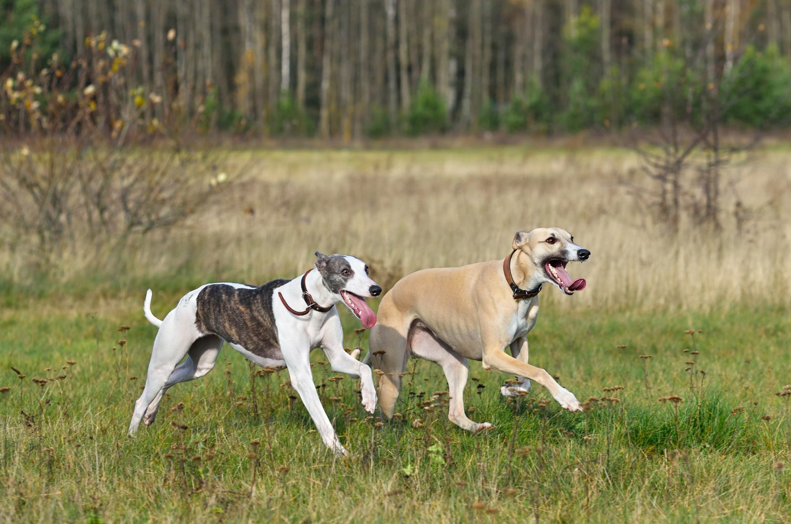 Two whippets running